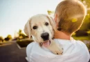 Cães para tratar ansiedade? Entenda como os animais podem ajudar